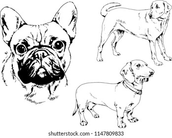 vector drawings sketches pedigree dogs in the racks drawn in ink by hand , objects with no background