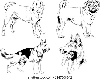 vector drawings sketches pedigree dogs in the racks drawn in ink by hand , objects with no background