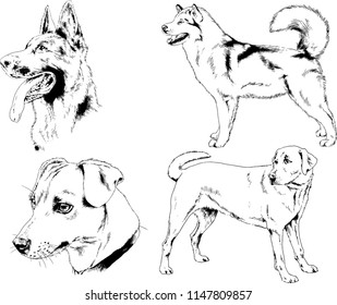 vector drawings sketches pedigree dogs in the racks drawn in ink by hand , objects with no background