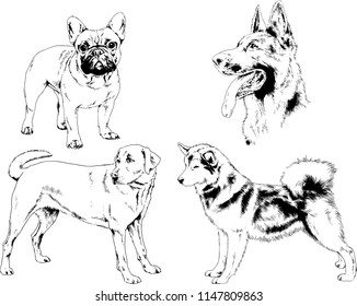 vector drawings sketches pedigree dogs in the racks drawn in ink by hand , objects with no background