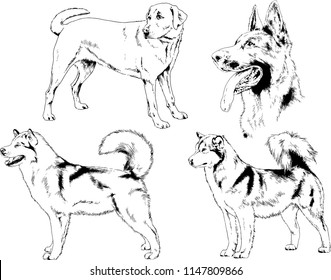 vector drawings sketches pedigree dogs in the racks drawn in ink by hand , objects with no background