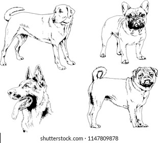 vector drawings sketches pedigree dogs in the racks drawn in ink by hand , objects with no background