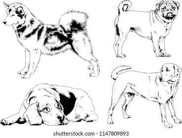 vector drawings sketches pedigree dogs in the racks drawn in ink by hand , objects with no background