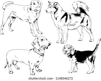 vector drawings sketches pedigree dogs in the racks drawn in ink by hand , objects with no background