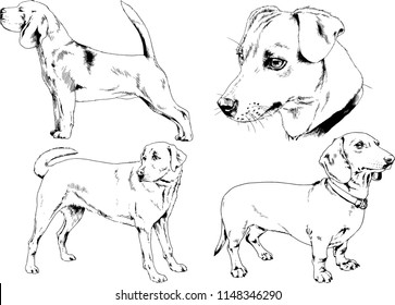 vector drawings sketches pedigree dogs in the racks drawn in ink by hand , objects with no background