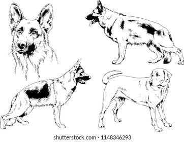 vector drawings sketches pedigree dogs in the racks drawn in ink by hand , objects with no background