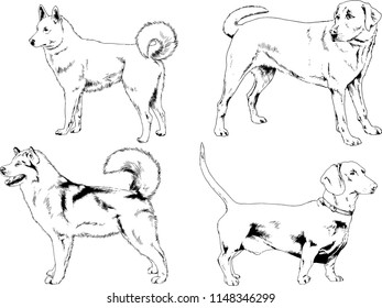 vector drawings sketches pedigree dogs in the racks drawn in ink by hand , objects with no background