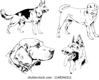 vector drawings sketches pedigree dogs in the racks drawn in ink by hand , objects with no background