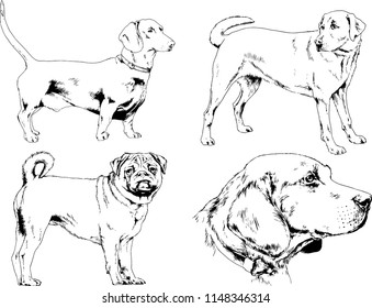 vector drawings sketches pedigree dogs in the racks drawn in ink by hand , objects with no background