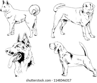 vector drawings sketches pedigree dogs in the racks drawn in ink by hand , objects with no background