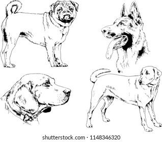 vector drawings sketches pedigree dogs in the racks drawn in ink by hand , objects with no background