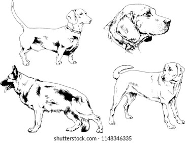 vector drawings sketches pedigree dogs in the racks drawn in ink by hand , objects with no background