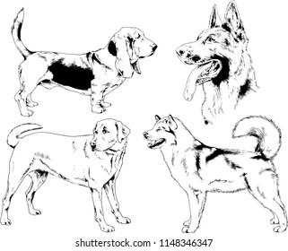 vector drawings sketches pedigree dogs in the racks drawn in ink by hand , objects with no background