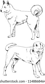 vector drawings sketches pedigree dogs in the racks drawn in ink by hand , objects with no background