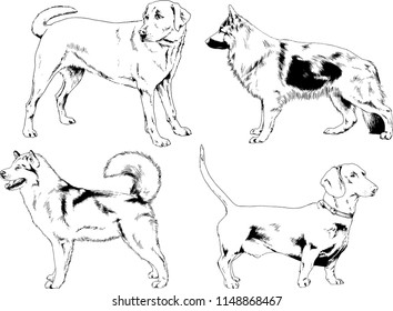 vector drawings sketches pedigree dogs in the racks drawn in ink by hand , objects with no background