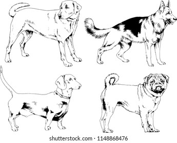 vector drawings sketches pedigree dogs in the racks drawn in ink by hand , objects with no background