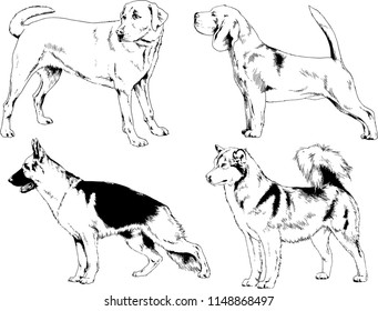 vector drawings sketches pedigree dogs in the racks drawn in ink by hand , objects with no background