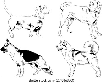vector drawings sketches pedigree dogs in the racks drawn in ink by hand , objects with no background