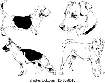 vector drawings sketches pedigree dogs in the racks drawn in ink by hand , objects with no background