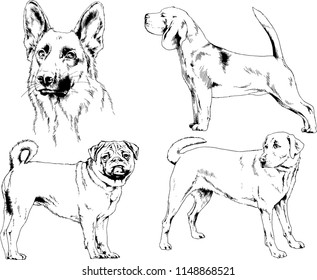 vector drawings sketches pedigree dogs in the racks drawn in ink by hand , objects with no background