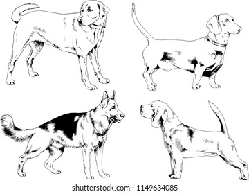 vector drawings sketches pedigree dogs in the racks drawn in ink by hand , objects with no background