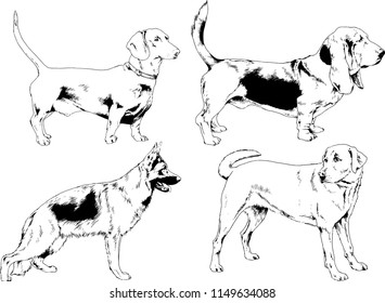 vector drawings sketches pedigree dogs in the racks drawn in ink by hand , objects with no background