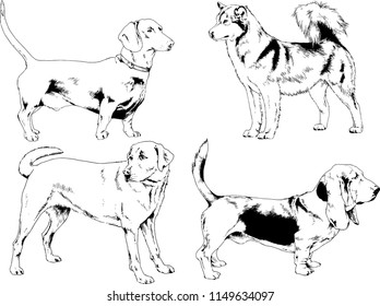 vector drawings sketches pedigree dogs in the racks drawn in ink by hand , objects with no background