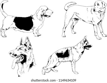 vector drawings sketches pedigree dogs in the racks drawn in ink by hand , objects with no background