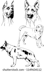 vector drawings sketches pedigree dogs in the racks drawn in ink by hand , objects with no background