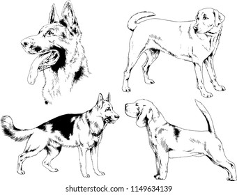 vector drawings sketches pedigree dogs in the racks drawn in ink by hand , objects with no background