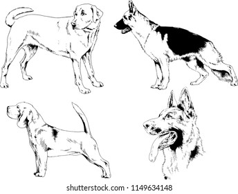 vector drawings sketches pedigree dogs in the racks drawn in ink by hand , objects with no background