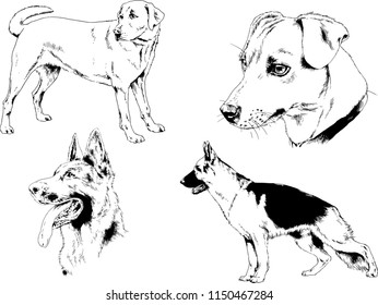 vector drawings sketches pedigree dogs in the racks drawn in ink by hand , objects with no background