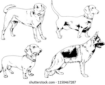 vector drawings sketches pedigree dogs in the racks drawn in ink by hand , objects with no background