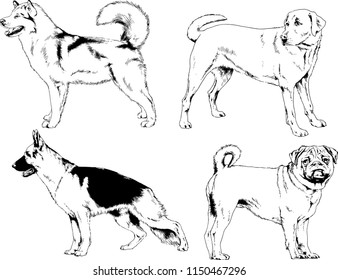 vector drawings sketches pedigree dogs in the racks drawn in ink by hand , objects with no background