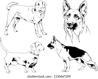 vector drawings sketches pedigree dogs in the racks drawn in ink by hand , objects with no background