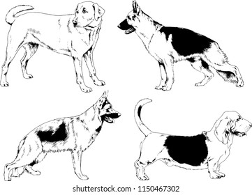 vector drawings sketches pedigree dogs in the racks drawn in ink by hand , objects with no background