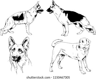 vector drawings sketches pedigree dogs in the racks drawn in ink by hand , objects with no background