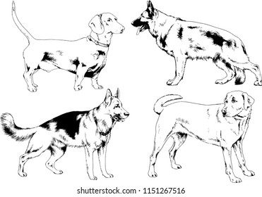 vector drawings sketches pedigree dogs in the racks drawn in ink by hand , objects with no background