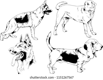 vector drawings sketches pedigree dogs in the racks drawn in ink by hand , objects with no background