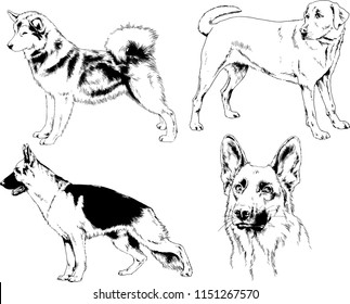 vector drawings sketches pedigree dogs in the racks drawn in ink by hand , objects with no background