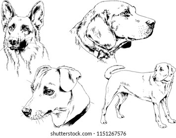 vector drawings sketches pedigree dogs in the racks drawn in ink by hand , objects with no background