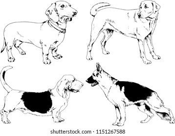 vector drawings sketches pedigree dogs in the racks drawn in ink by hand , objects with no background