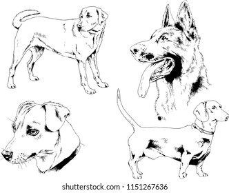 vector drawings sketches pedigree dogs in the racks drawn in ink by hand , objects with no background