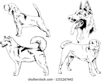 vector drawings sketches pedigree dogs in the racks drawn in ink by hand , objects with no background
