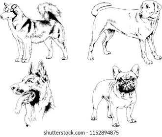 vector drawings sketches pedigree dogs in the racks drawn in ink by hand , objects with no background