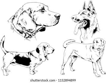 vector drawings sketches pedigree dogs in the racks drawn in ink by hand , objects with no background