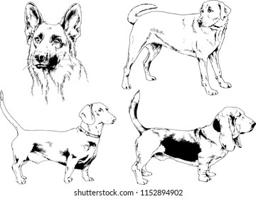 vector drawings sketches pedigree dogs in the racks drawn in ink by hand , objects with no background