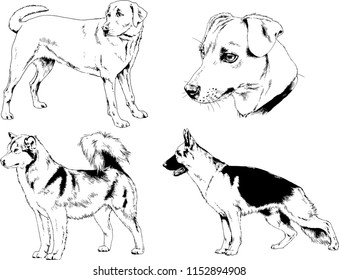 vector drawings sketches pedigree dogs in the racks drawn in ink by hand , objects with no background