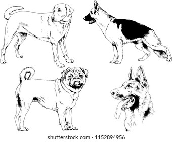 vector drawings sketches pedigree dogs in the racks drawn in ink by hand , objects with no background