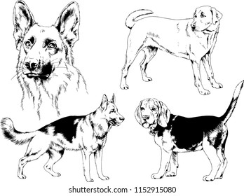 vector drawings sketches pedigree dogs in the racks drawn in ink by hand , objects with no background